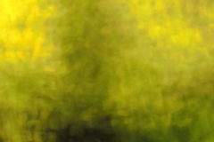 flora 1
