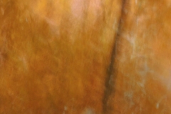 flora 4