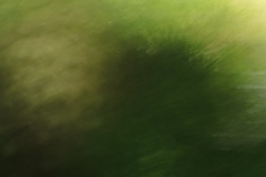 flora 6