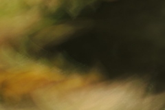 flora 9