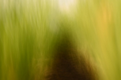 vegetable 1