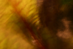 vegetable 2