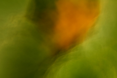 vegetable 3